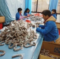 handles inspection
